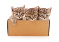 Kittens in gift box. Royalty Free Stock Photo