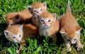 Kittens on the grass- red tabbies Royalty Free Stock Photo