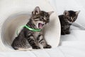 Kittens and hat Royalty Free Stock Photo