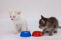 Kittens have a bowl of food. Proper Royalty Free Stock Photo