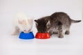Kittens have a bowl of food. Proper Royalty Free Stock Photo