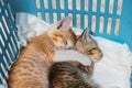 Kittens hugging with sleeping in basket Royalty Free Stock Photo