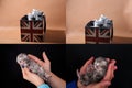 Kittens in human hand, multicam Royalty Free Stock Photo