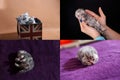 Kittens in human hand, multicam Royalty Free Stock Photo