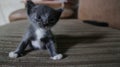 kittens learn to walk