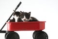 Kittens in little red wagon isolated on white background Royalty Free Stock Photo