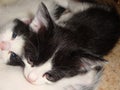 Kittens are little white and black colors. Gray attentive eyes