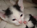 Kittens are little white and black colors. Gray attentive eyes