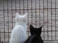 Kittens looking trough fence outside. Kittens looking at birds.