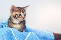 Kittens make the world a cuter place. Studio shot of an adorable tabby kitten sitting on a soft blanket in a basket.