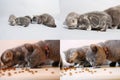 Kittens and mom cat eating pet food from the floor, multicam, grid 2x2 screen