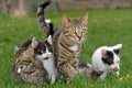Kittens and mother. Royalty Free Stock Photo