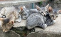 Kittens and mother. A horizontal picture of a striped grey, black and white mother cat standing in the grass with her multi colore Royalty Free Stock Photo