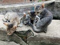 Kittens and mother. A horizontal picture of a striped grey, black and white mother cat standing in the grass with her multi colore Royalty Free Stock Photo