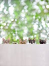 4 kittens neatly lying on the wall with their heads exposed, green plant background, humorous and interesting picture