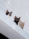 3 kittens neatly lying on the wall with their heads exposed, green plant background, humorous and interesting picture
