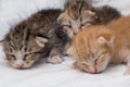 Kittens newborn sleeping on white carpet Royalty Free Stock Photo
