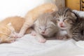 Kittens newborn sleeping on white carpet Royalty Free Stock Photo