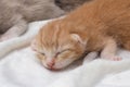 Kittens newborn sleeping on white carpet Royalty Free Stock Photo