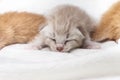 Kittens newborn sleeping on white carpet Royalty Free Stock Photo