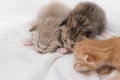 Kittens newborn sleeping on white carpet Royalty Free Stock Photo