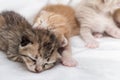 Kittens newborn sleeping on white carpet Royalty Free Stock Photo