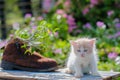 Kittens Outdoors in Natural Light
