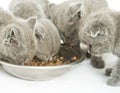 Kittens over white Royalty Free Stock Photo