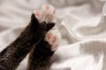 Kittens Paws on White Satin Royalty Free Stock Photo