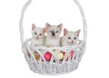 Kittens peeking out of an Easter Basket, isolated Royalty Free Stock Photo