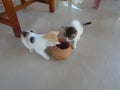 Kittens Peeping for Food Royalty Free Stock Photo