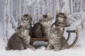 Kittens play in the snowy woods