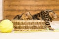 Kittens play with threads sitting in a basket on a light wooden