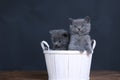 Kittens playing in basket, isolated portrait Royalty Free Stock Photo