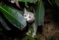 Kittens are playing in the garden. Scottich fold Kittens are secretly under the leaves