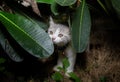 Kittens are playing in the garden.  Scottich fold Kittens are secretly under the leaves Royalty Free Stock Photo