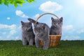 Kittens playing in the grass on a sunny summer day Royalty Free Stock Photo