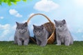 Kittens playing in the grass on a sunny summer day Royalty Free Stock Photo