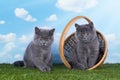 Kittens playing in the grass on a sunny summer day Royalty Free Stock Photo