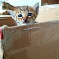 Kittens playing hide-and-seek in cardboard