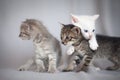 Kittens playing