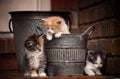 Kittens playing Royalty Free Stock Photo