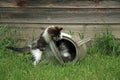Kittens playing peek a boo Royalty Free Stock Photo