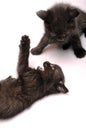 Kittens playing together Royalty Free Stock Photo