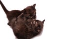 Kittens playing together Royalty Free Stock Photo