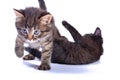 Kittens playing together Royalty Free Stock Photo