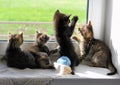 Kittens Playing On Windowsill
