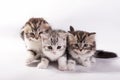 kittens plays on a white background