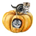 Kittens and pumpkins. Cat lodge. House for a cat. Illustration. Watercolor Royalty Free Stock Photo