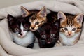 The kittens in the same blanket looked cute. World Animal Day.